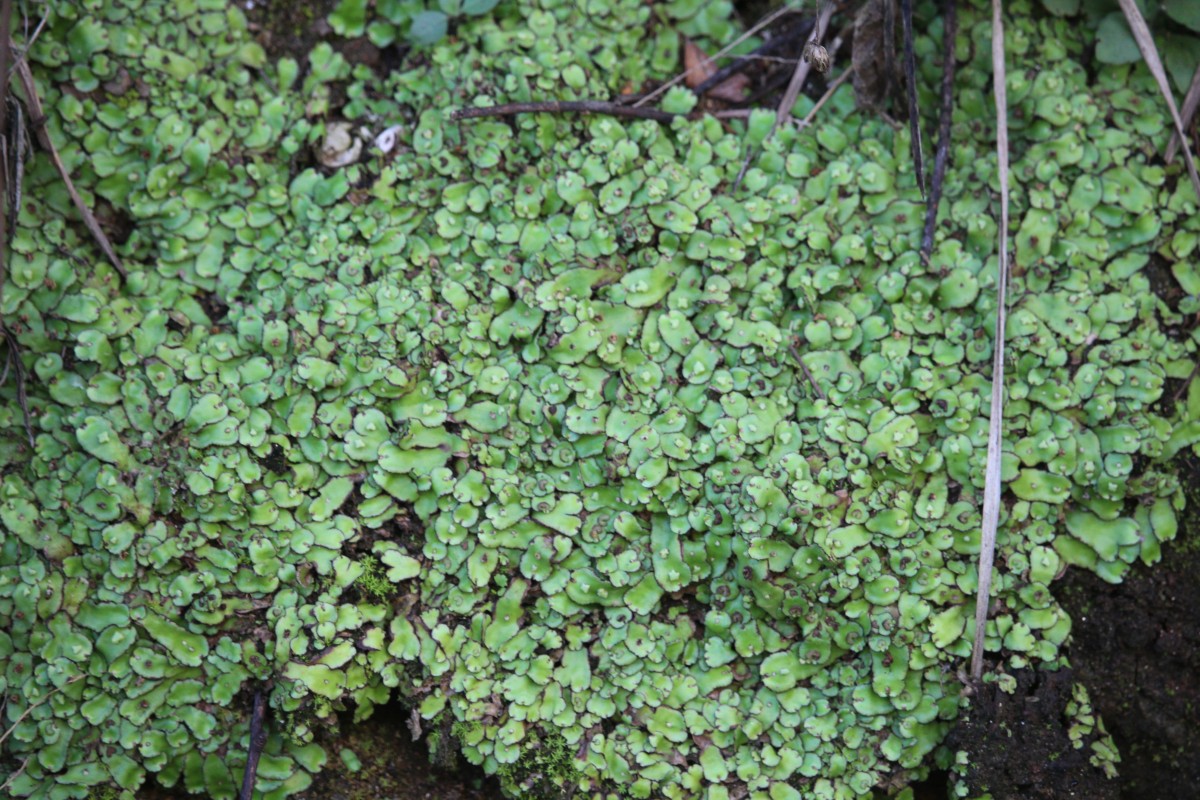 Plagiochasma rupestre (G.Forst.) Steph.